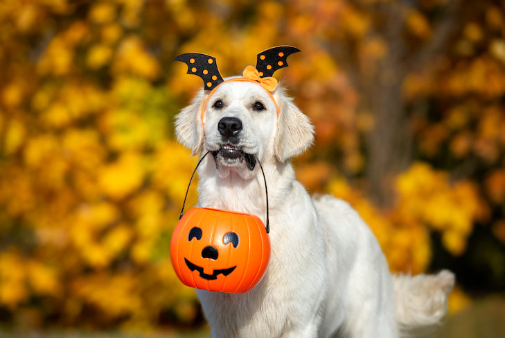 We sell dog treats with locally sourced ingredients