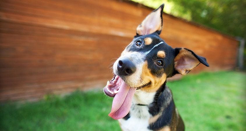 Dog treats with locally sourced ingredients